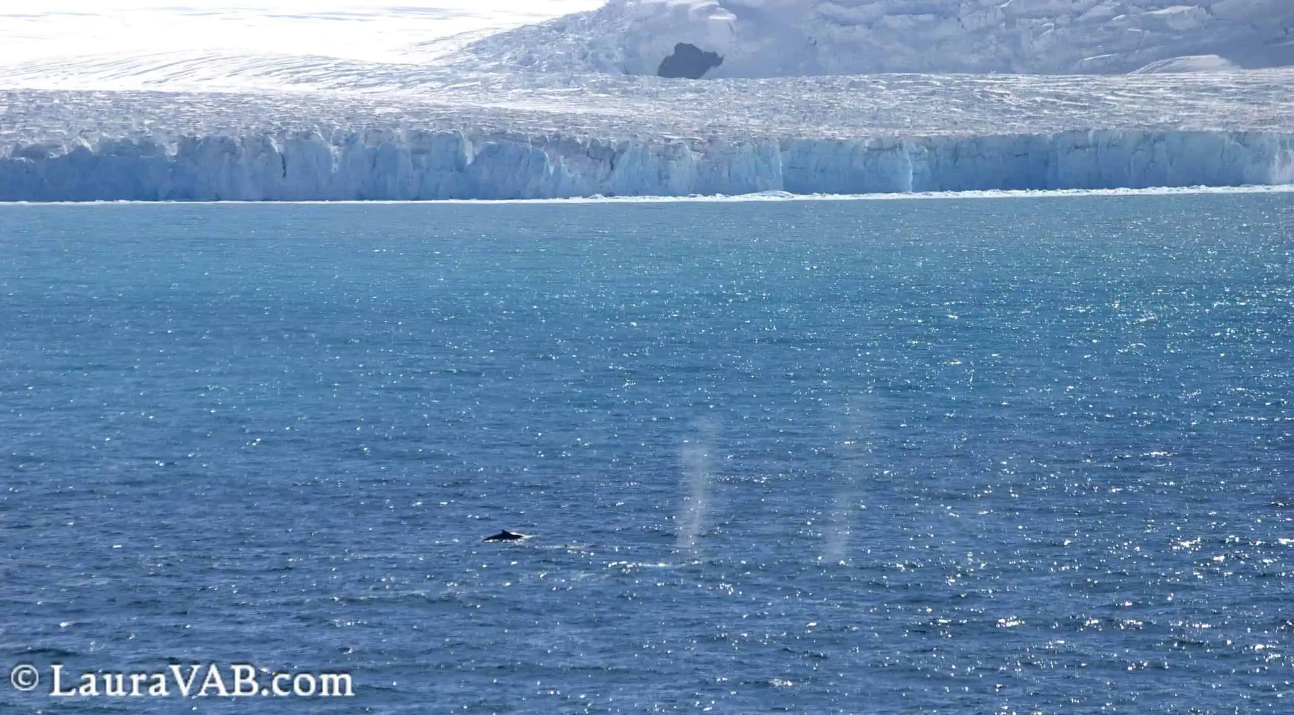 whale spouts in front of Endurance Glacier, Elephant Island