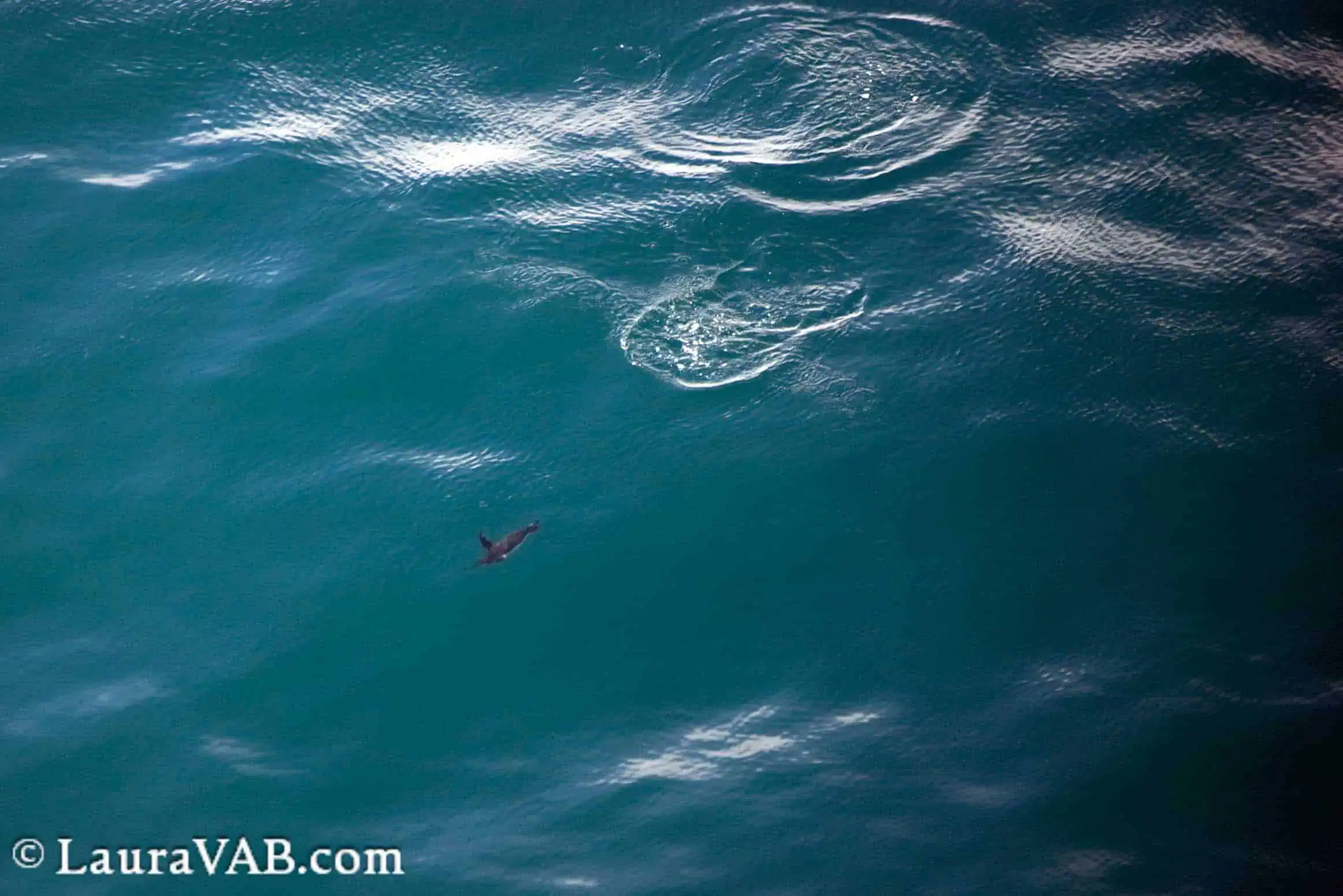 swimming penguin, from above