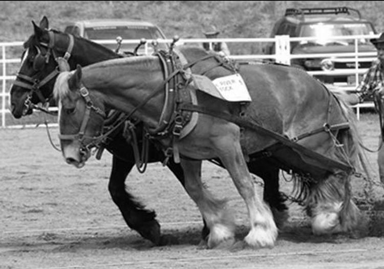 SLED PULLING#4