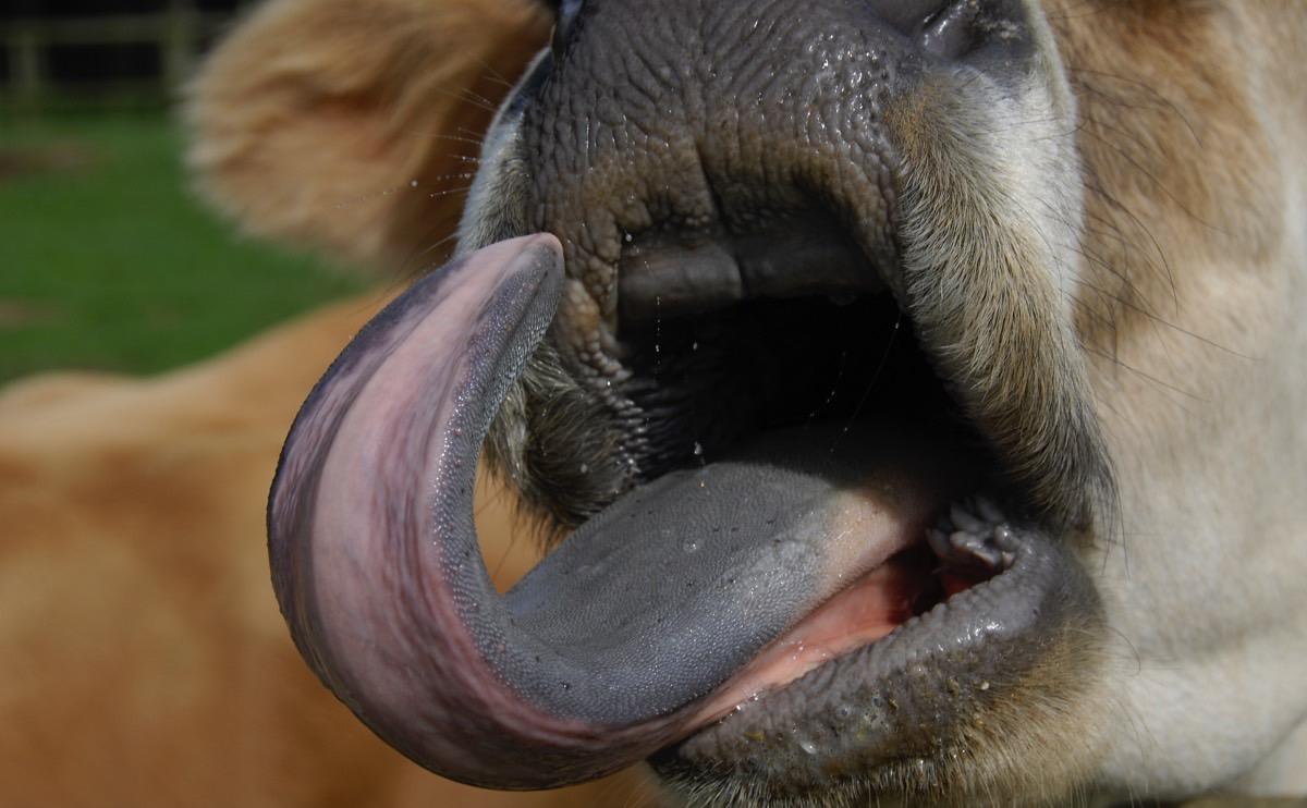 cowtongue
