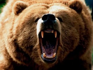 Grizzly