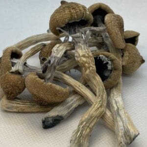golden teacher magic mushrooms