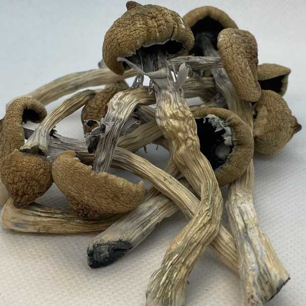 golden teacher magic mushrooms