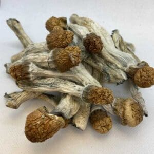 penis envy mushrooms