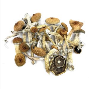 blue meanies magic mushrooms