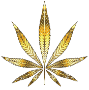 420now logo