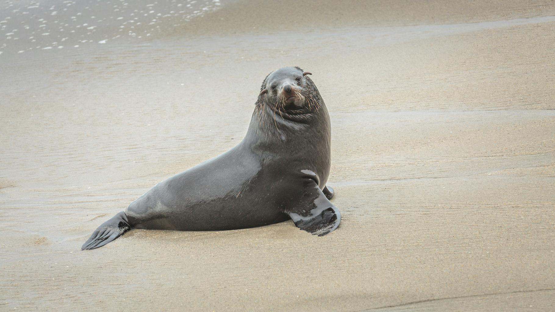 Cape Fur Seals at Cape Cross