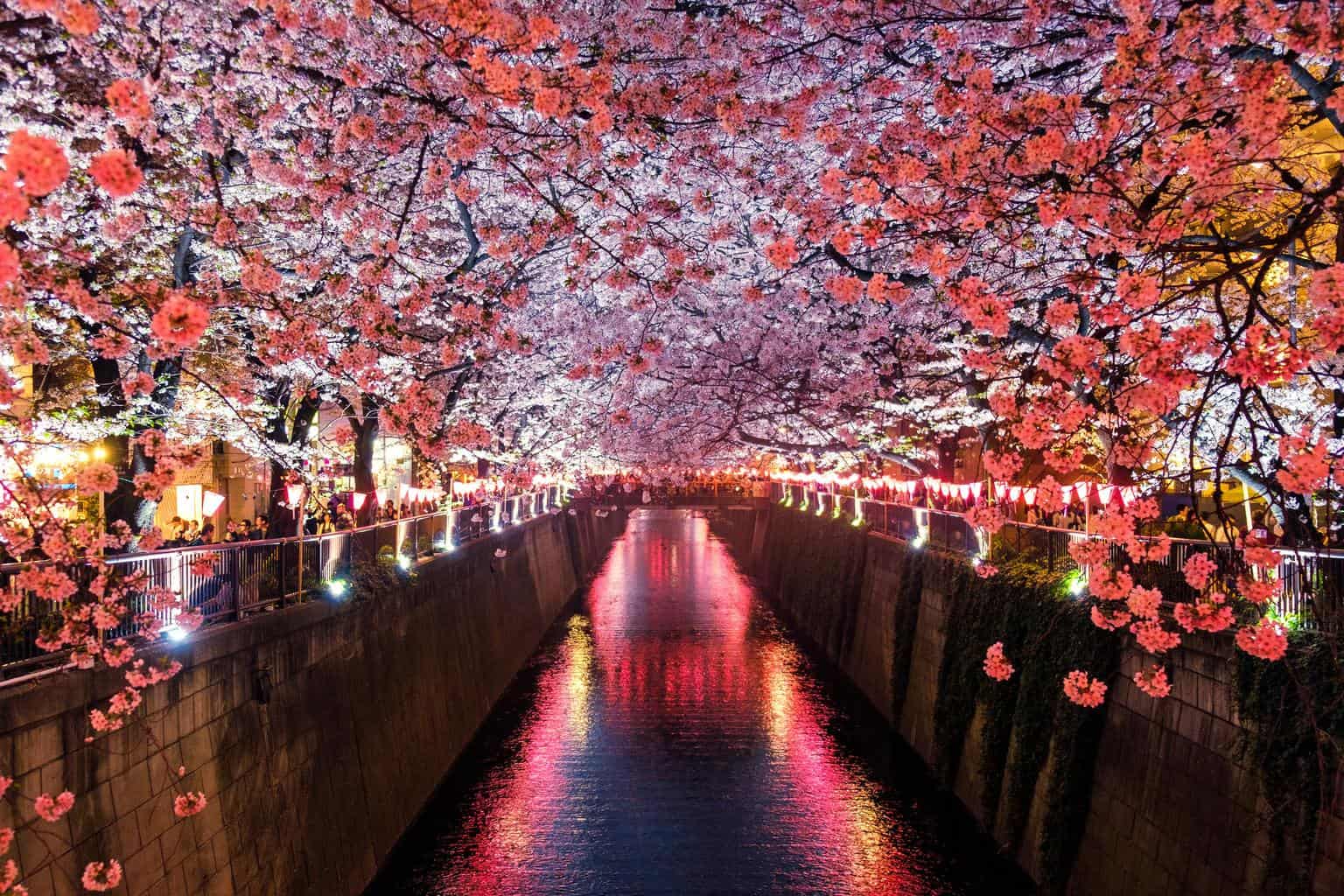 Japan April Cherry Blossoms