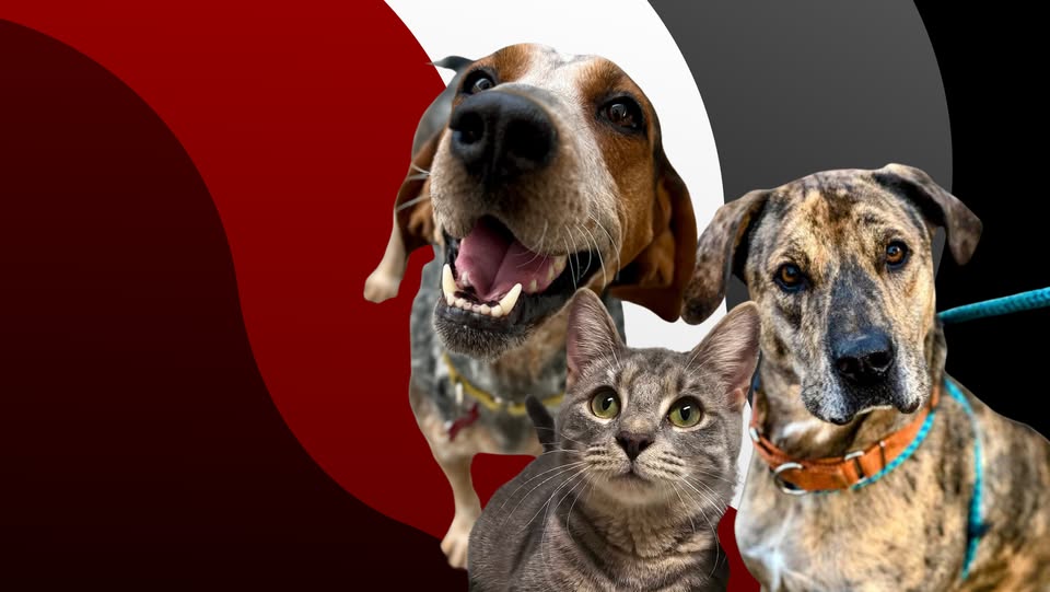 Revvin’ For Rescues Car Show event at 121 Paragon Parkway in Clyde, NC on July 26, 2025