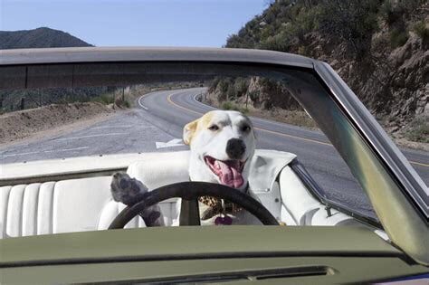 For the Luv of Dogs Car Show! event at Estabrook Field in Brandon, VT on August 16, 2025