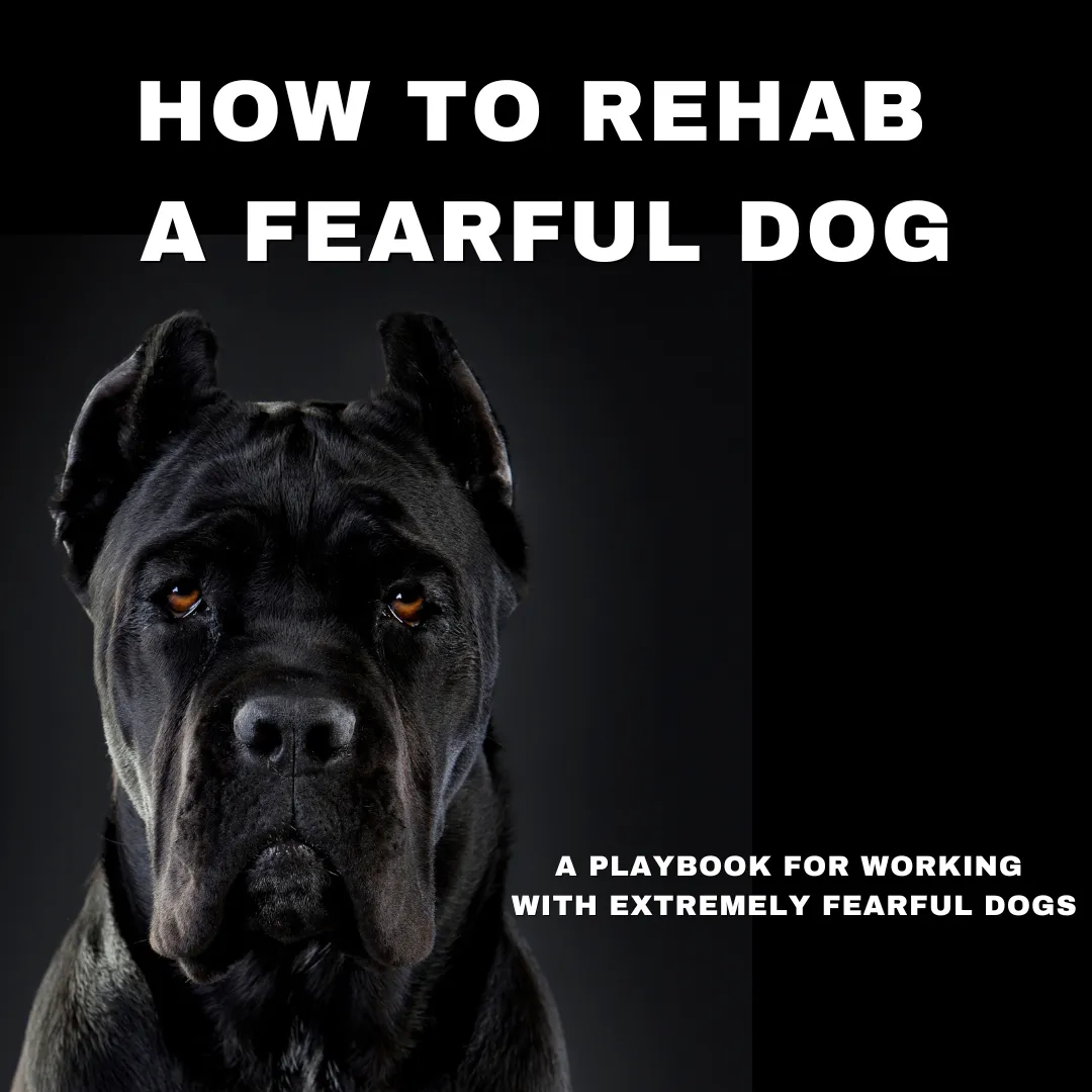 A black dog with yellow eyes.