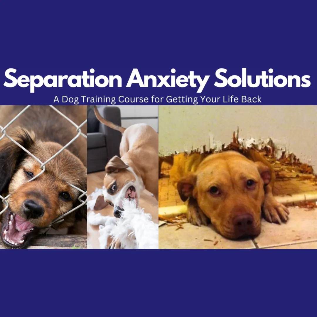 Three images of dogs displaying destructive behavior, with text above reading