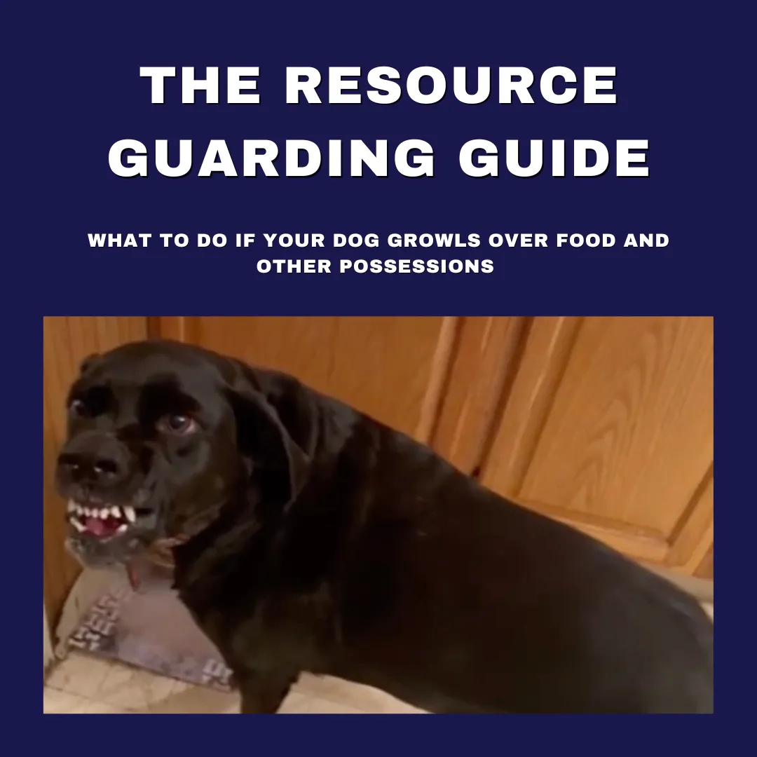 A black dog growls near a kitchen cabinet, baring its teeth. Text above reads: