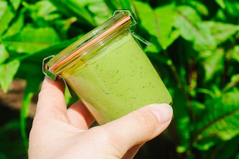 Bild vom Rezept: Blutampfer-Pesto