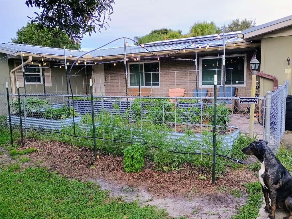 Front courtyard garden with raised beds, trellises, and a dog sitting beside the fence.