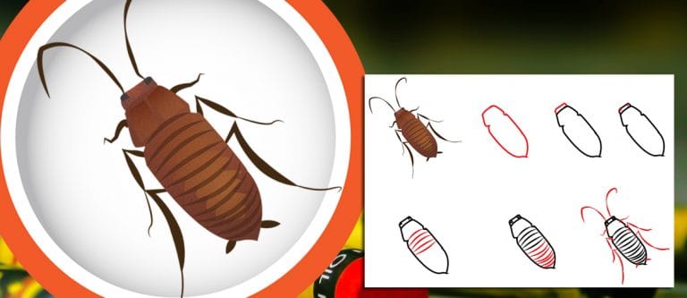 How to Draw a Cockroach Nymph: End-Stage Molt - Cockroach Facts