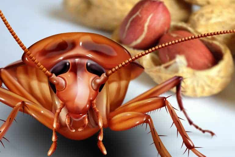 What Do Cockroaches Eat? - Cockroach Facts