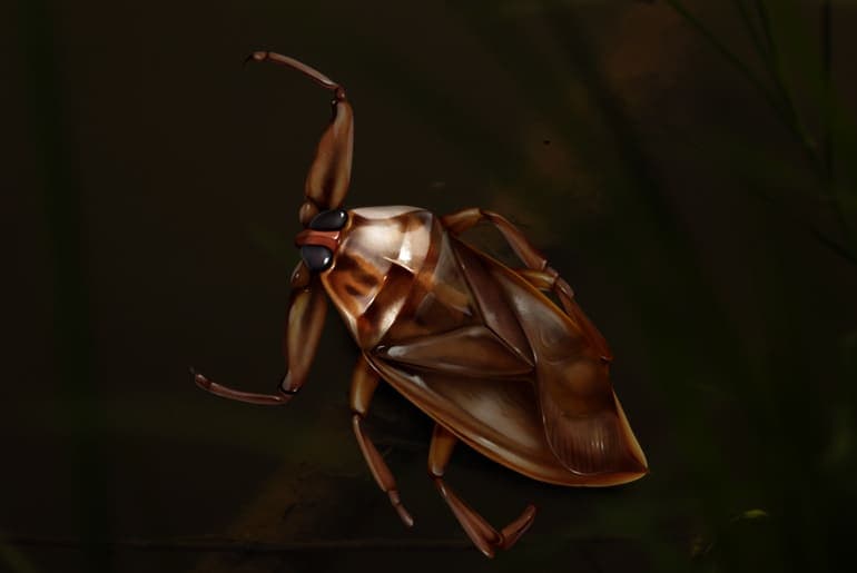 Water Bug vs. Roach. What's the Difference? - Cockroach Facts
