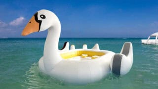 Swan -gallery