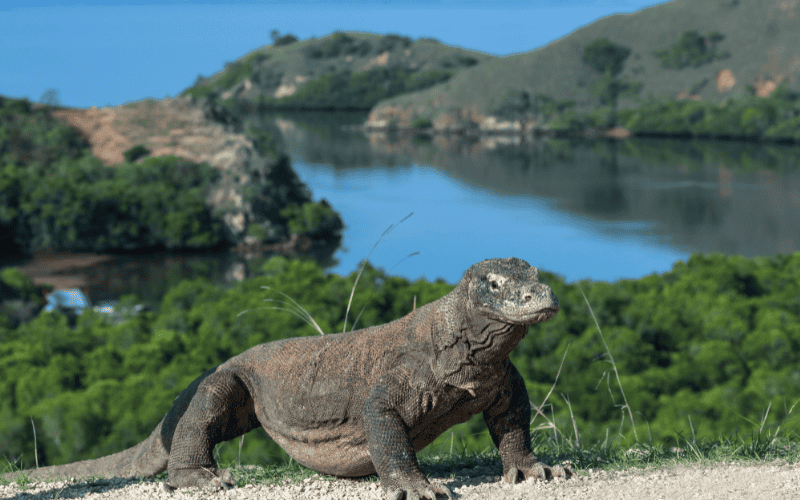 Kreuzfahrt Down Under Indonesien Vasco Da Gama Weltreise nickt Cruises Komodo-Warane