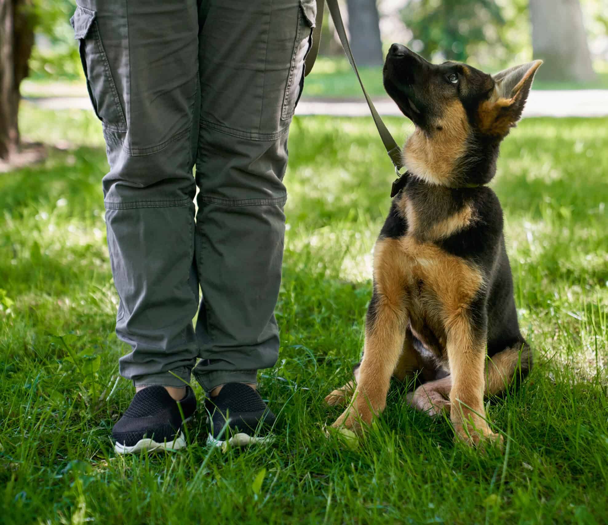 Puppy sitting near owner legs at summer park