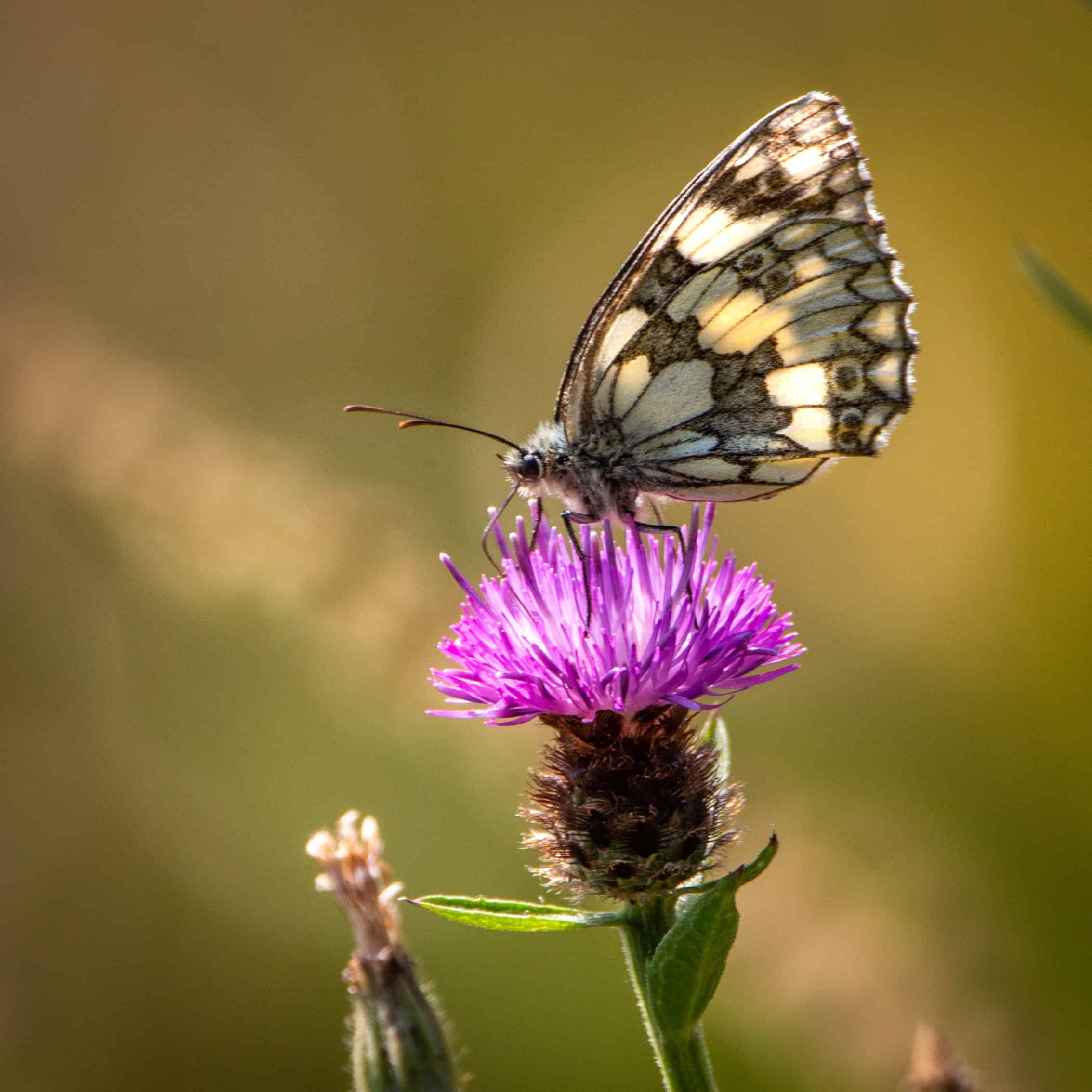 Perivale Wood Nature Reserve – Ealing Wildlife Group