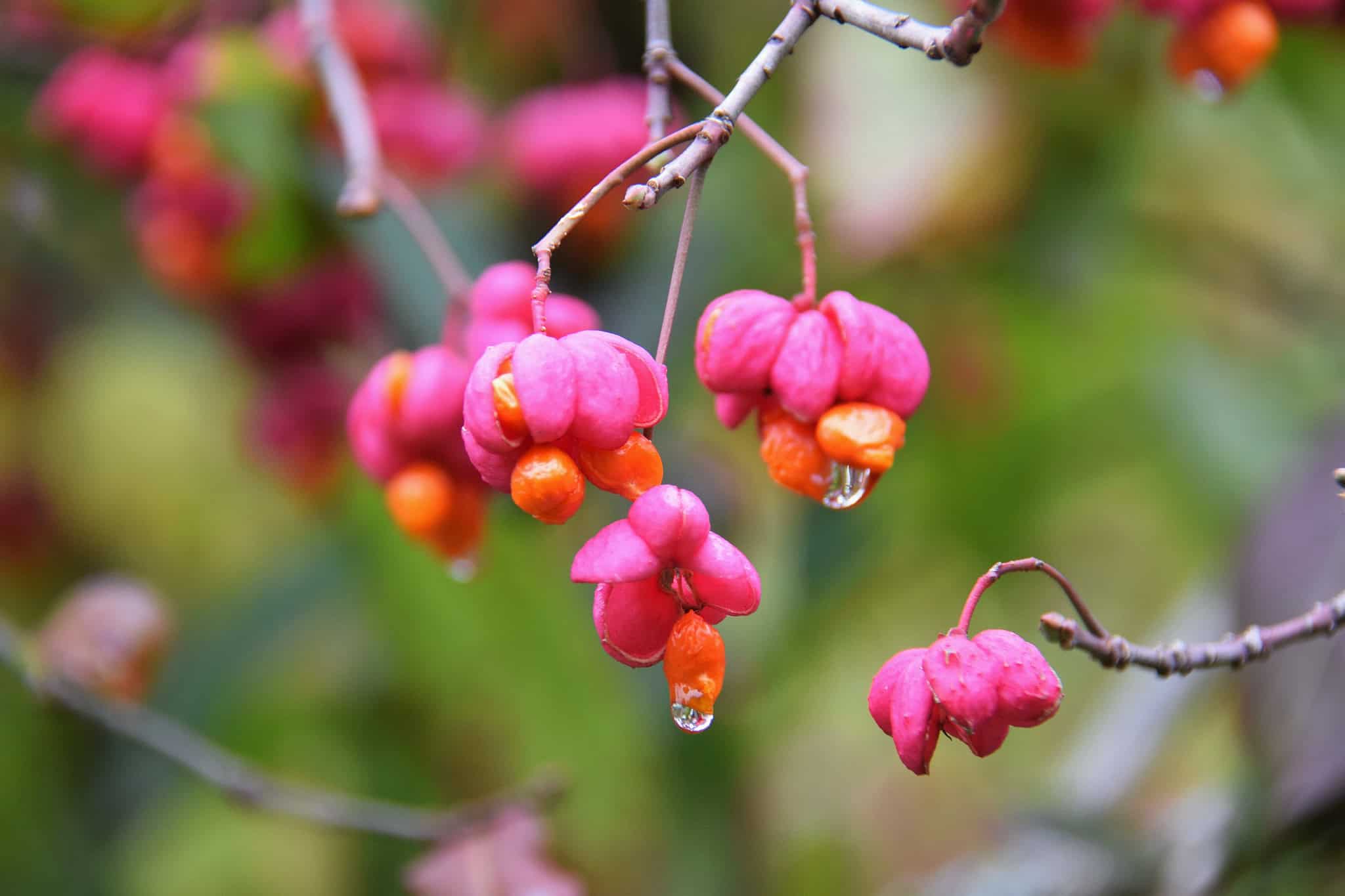 A Closer Look: Native Winter Berries – Ealing Wildlife Group