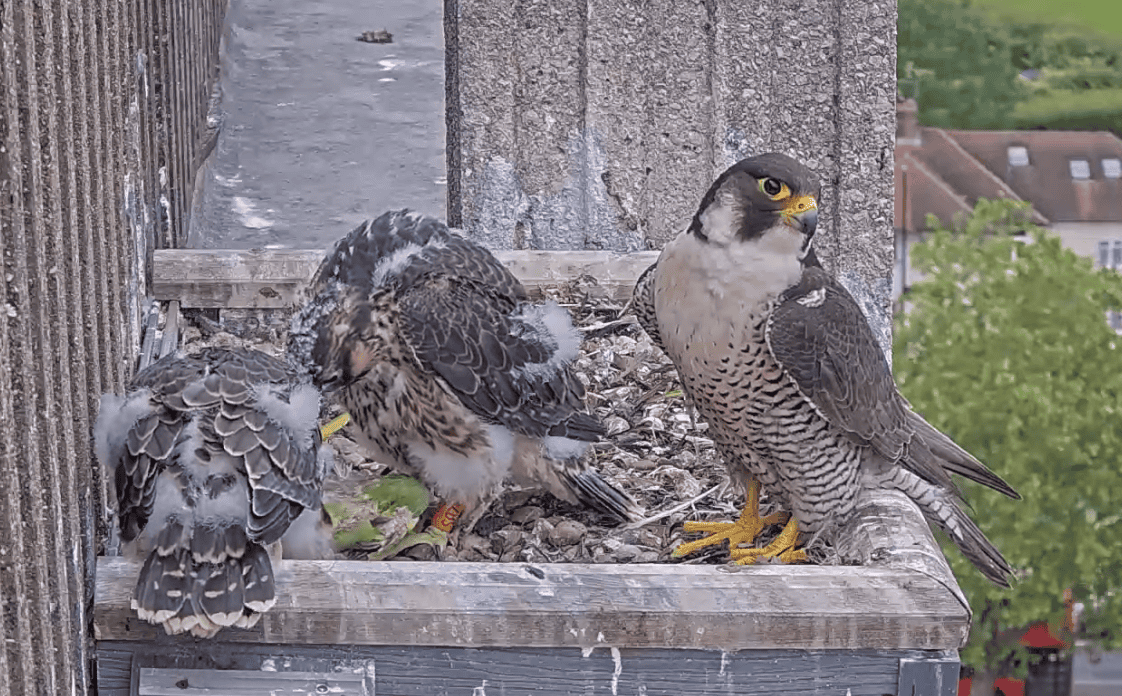 Peregrine Falcons – Ealing Wildlife Group