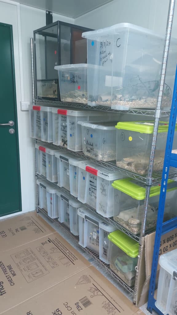 Mousekeeping – Ealing Wildlife Group
