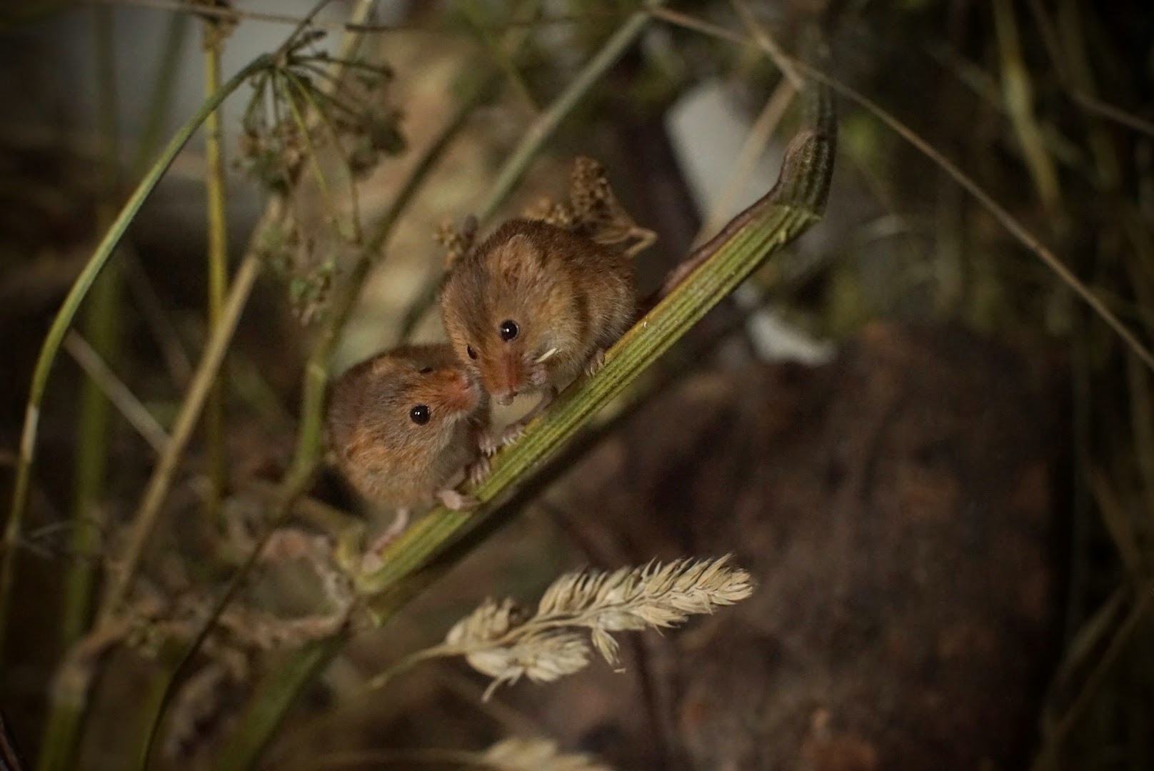 Harvest Mice – Ealing Wildlife Group