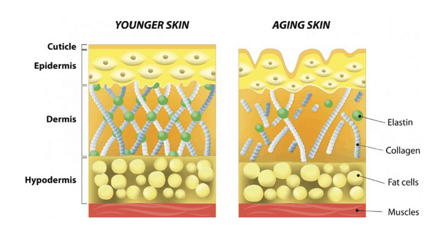 How skin deteriorates with age in terms of collagen and elastin production