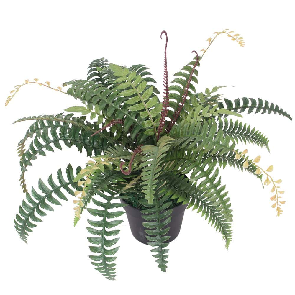 Nepvaren 75cm