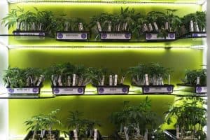 The Sanctuary - FindHempCBD.com