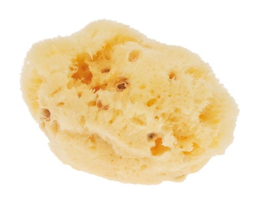 Sponge Aquarell big, fine (ca. 8cm)