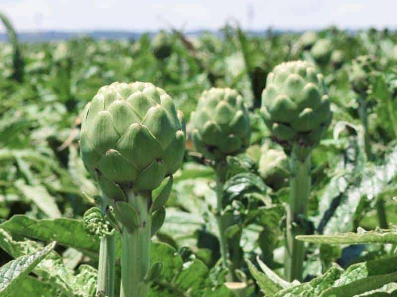 A field of artichokes in California