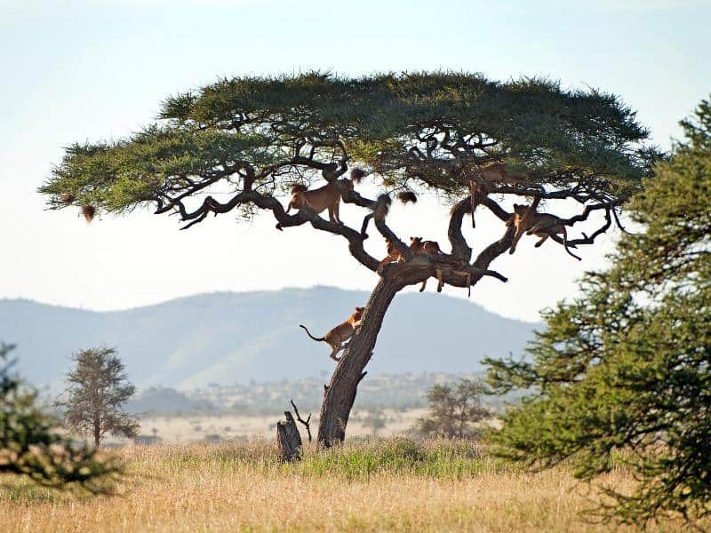 Climbing lions at the Serengeti National Park