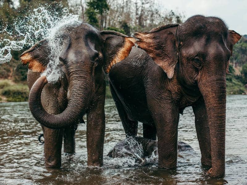 Asian elephants bathing in a river in Laos