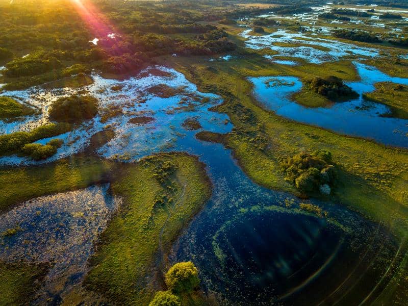 Interesting facts about wetlands
