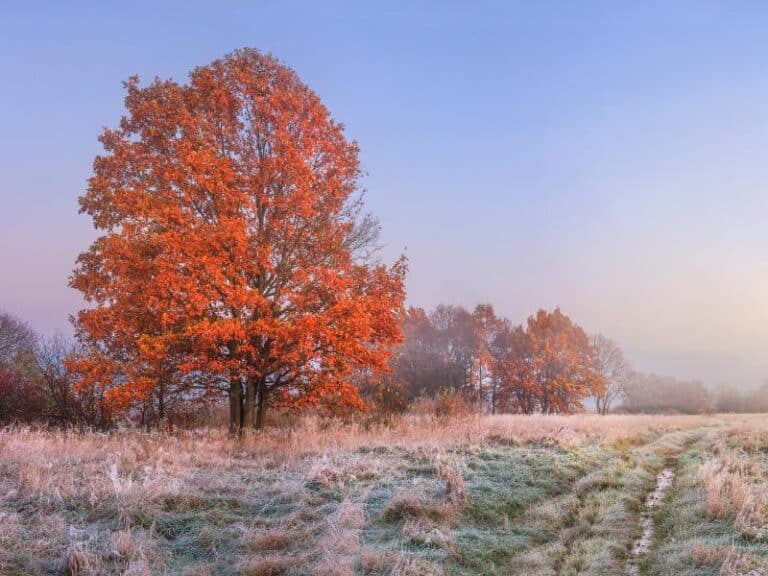 Facts about the month of November