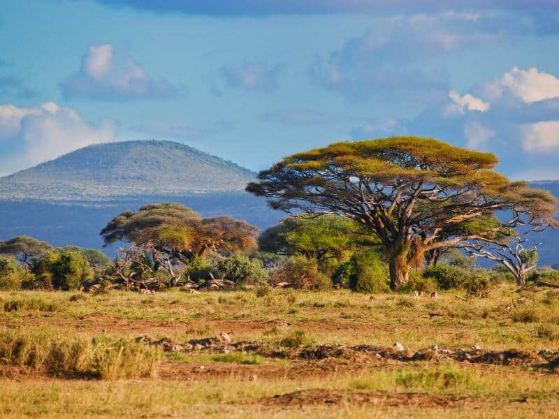 African savanna with acacia trees against blue sky and distant hills