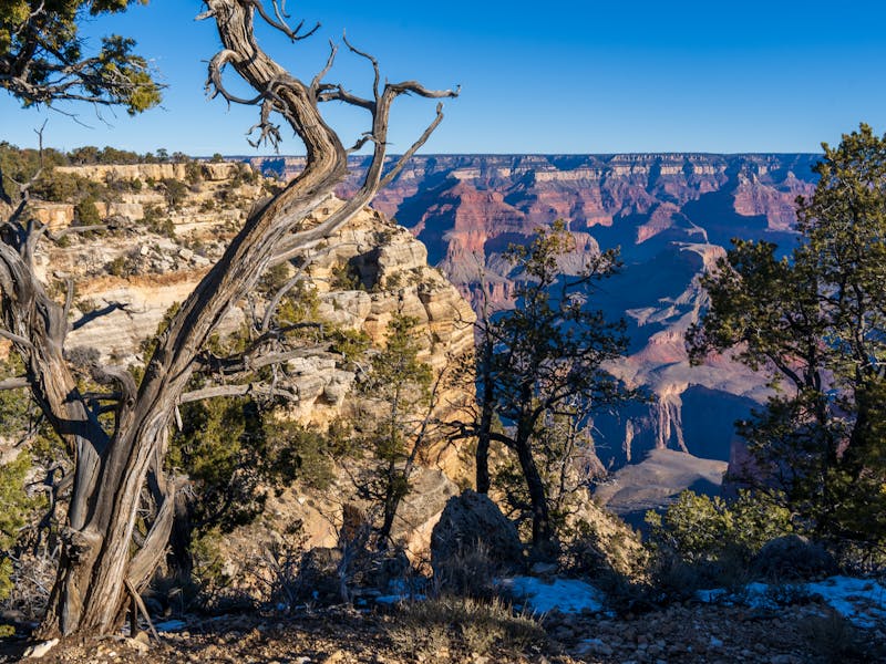 Scenic view of the Grand Canyon with trees and rock formations under a clear blue sky.