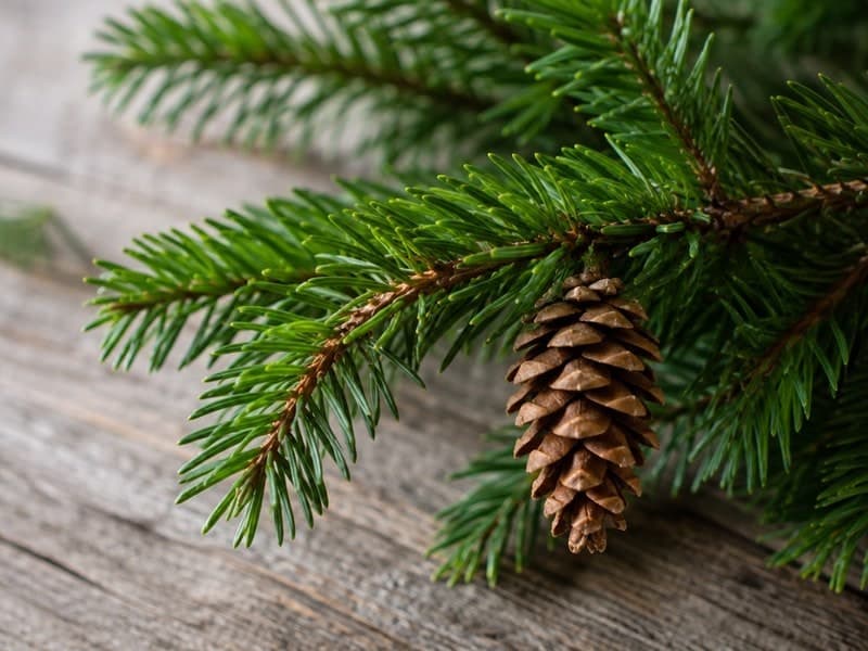 Editorial illustration related to Christmas Trees