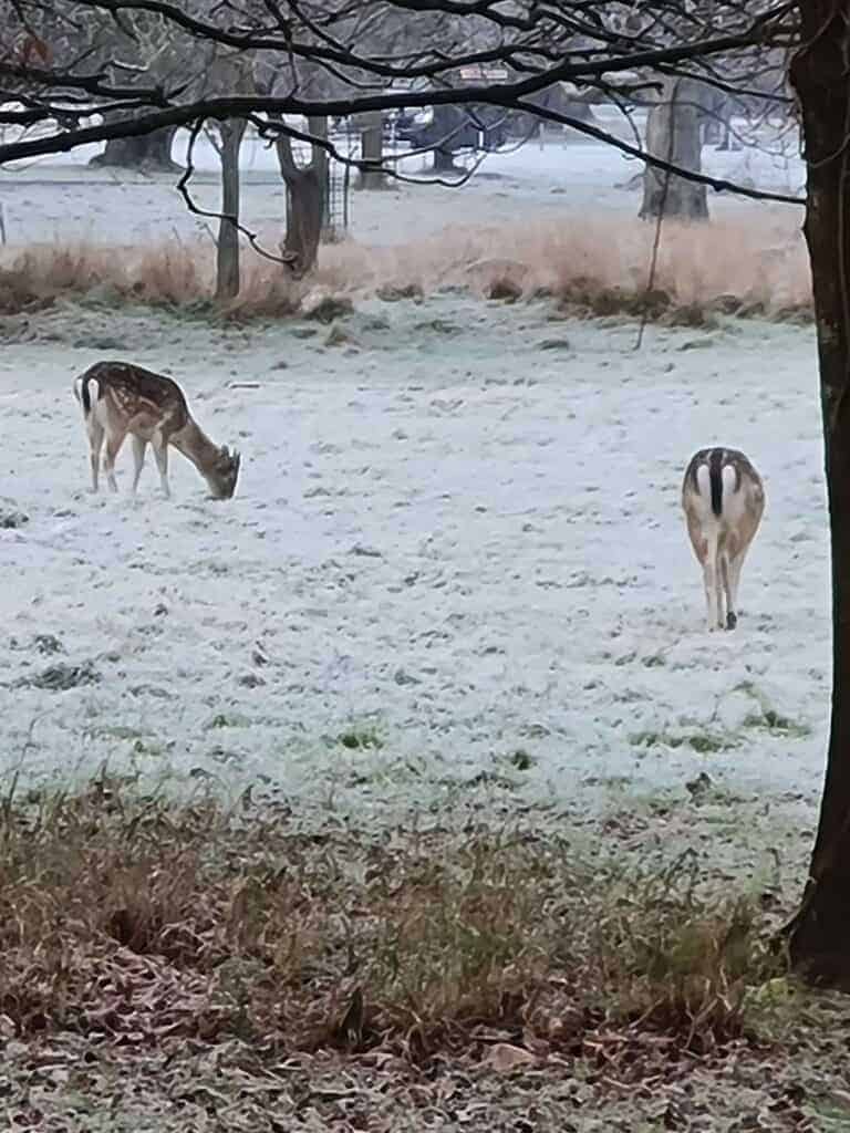 Ciervos durante Invierno buscando comida en el Phoenix Park