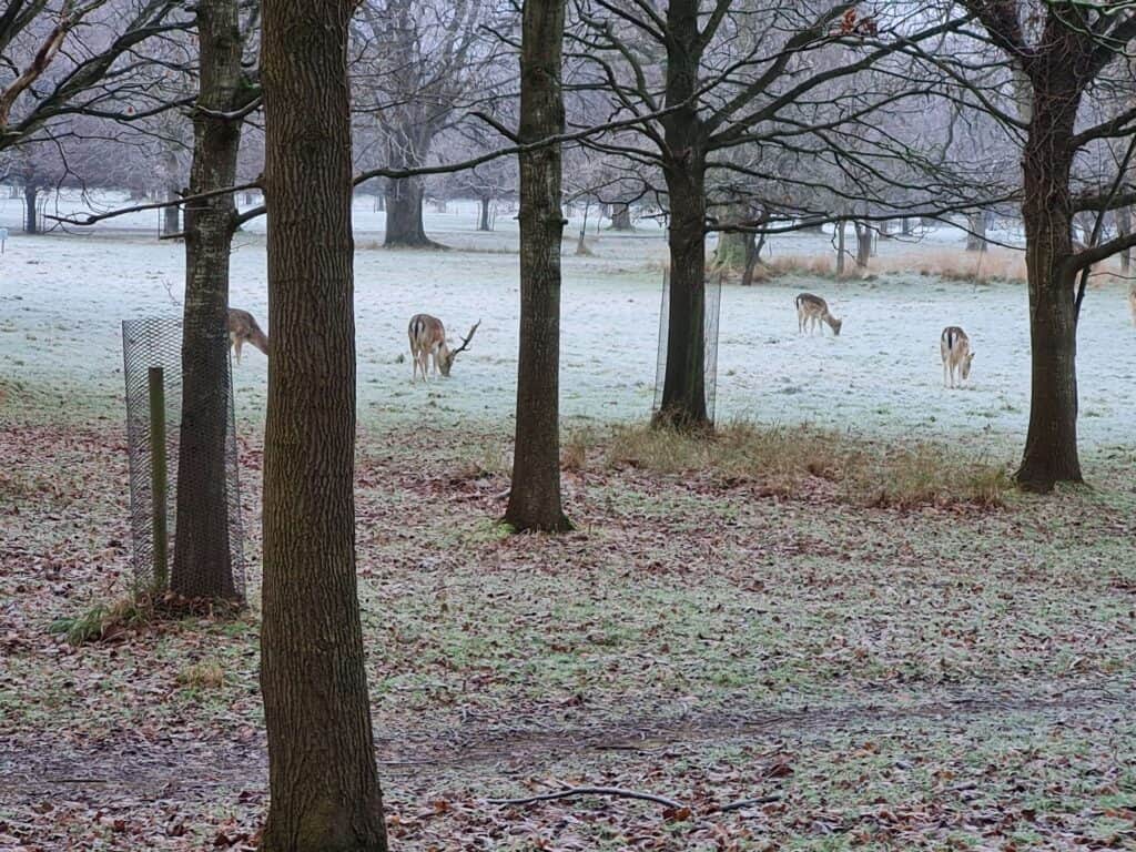 Ciervos durante Invierno buscando comida en el Phoenix Park