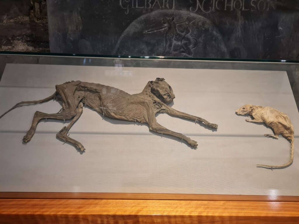 Interior Catedral Iglesia de Cristo Dublin - Tom & Jerry