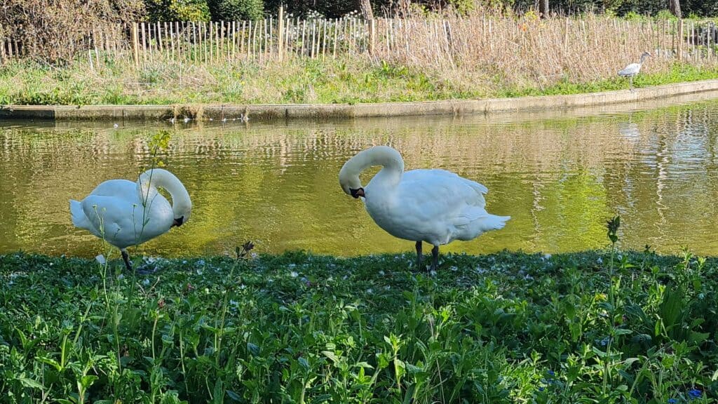 Parque Herbert en primavera . gansos y laguna