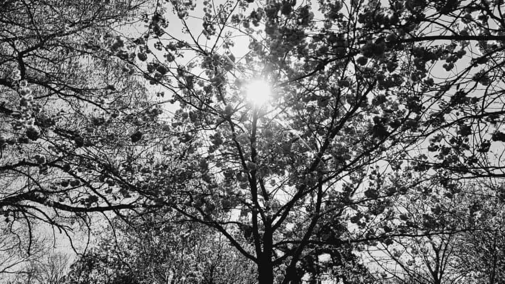 Parque Herbert en primavera foto blanco y negro