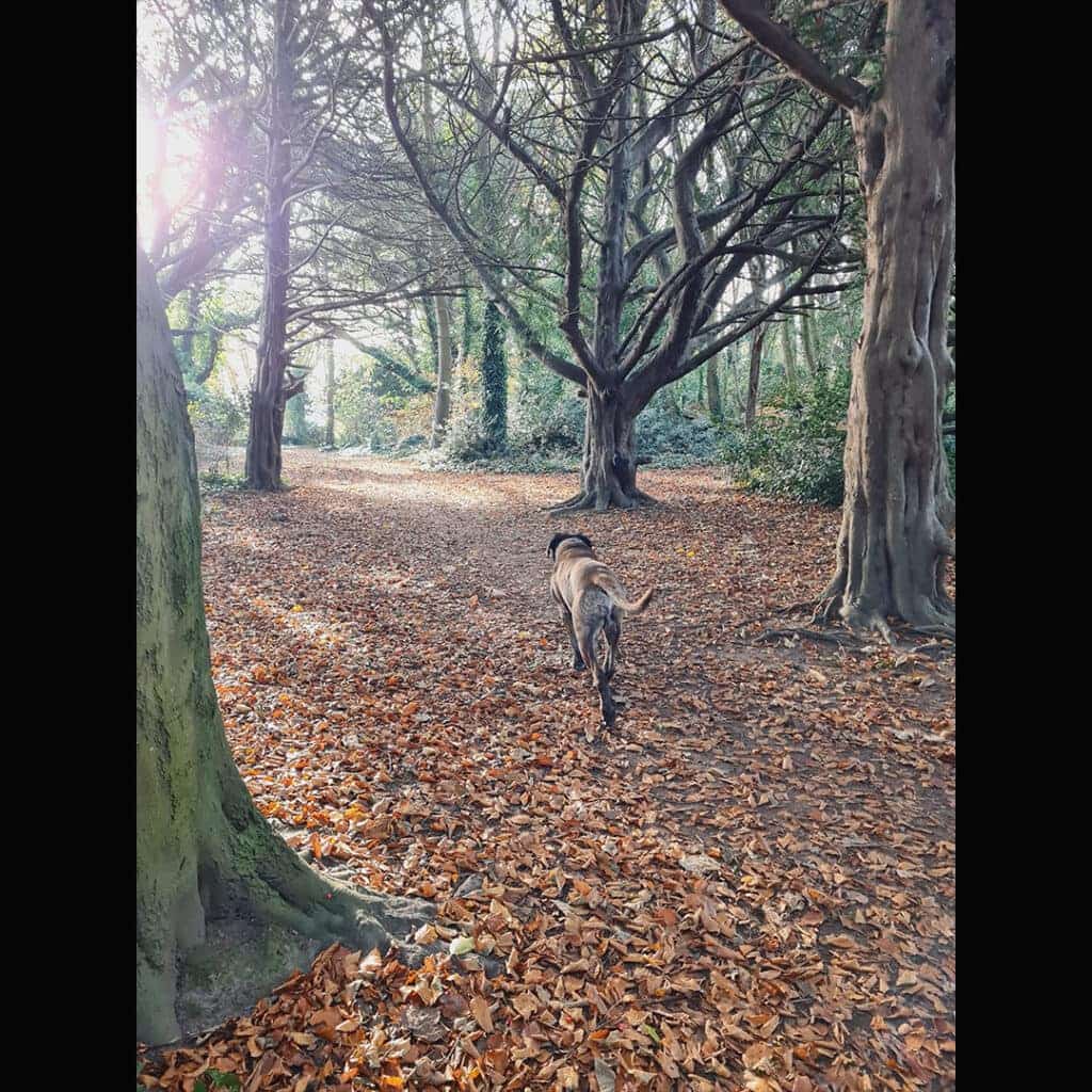 Parque-Saint-Annes-Dublin-holairlanda.com (10)