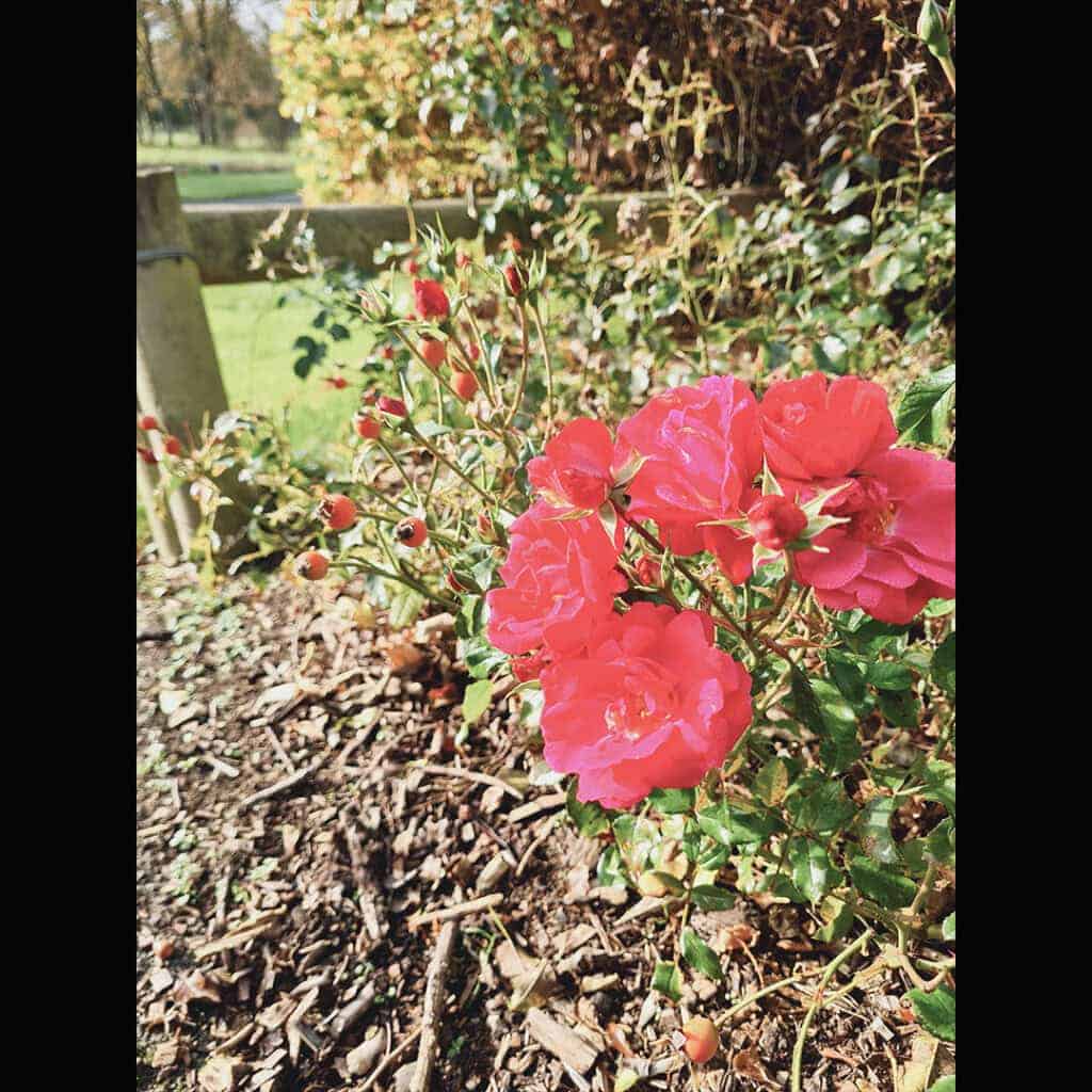 Parque-Saint-Annes-Dublin-holairlanda.com (9)