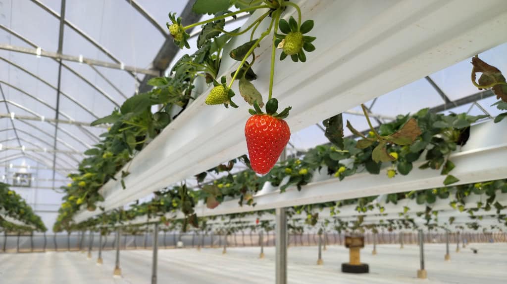 Reefer Containers involved in Hydroponic Strawberry Farming ALMAR